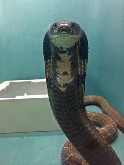 The Memphis Zoo Welcomes Carl The King Cobra And A Prehensile-Tailed Skink
