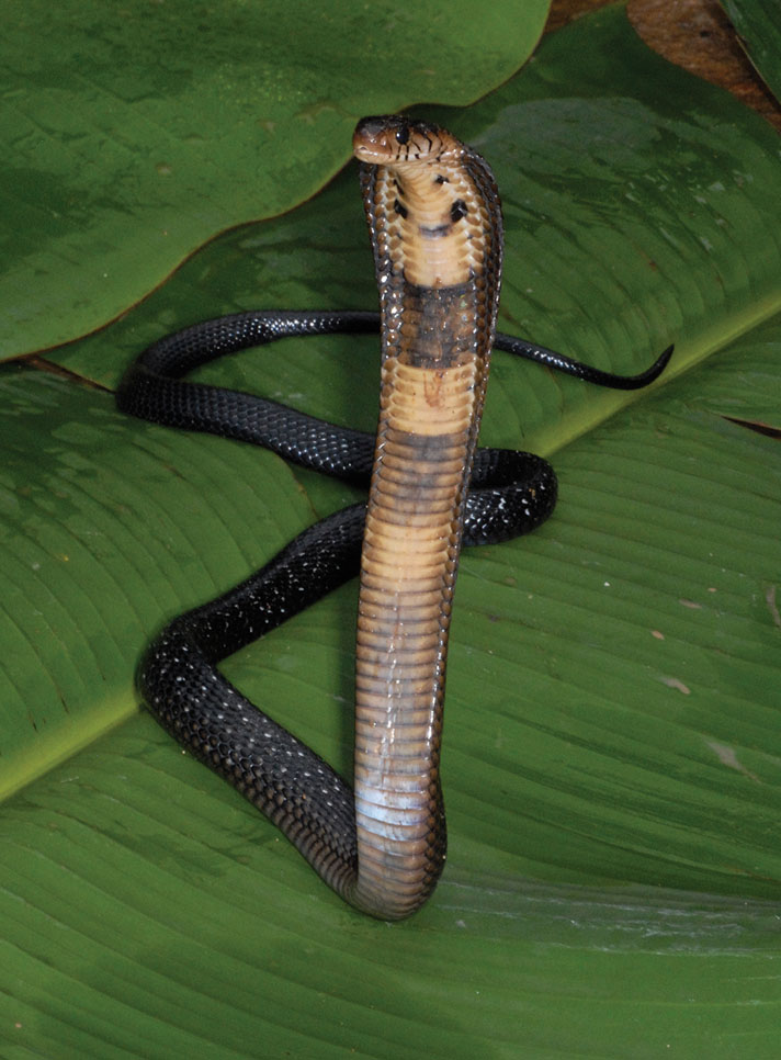 african rainforest snakes