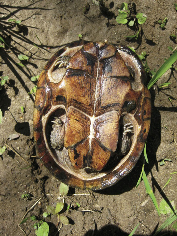 Plastron of common musk turtle.