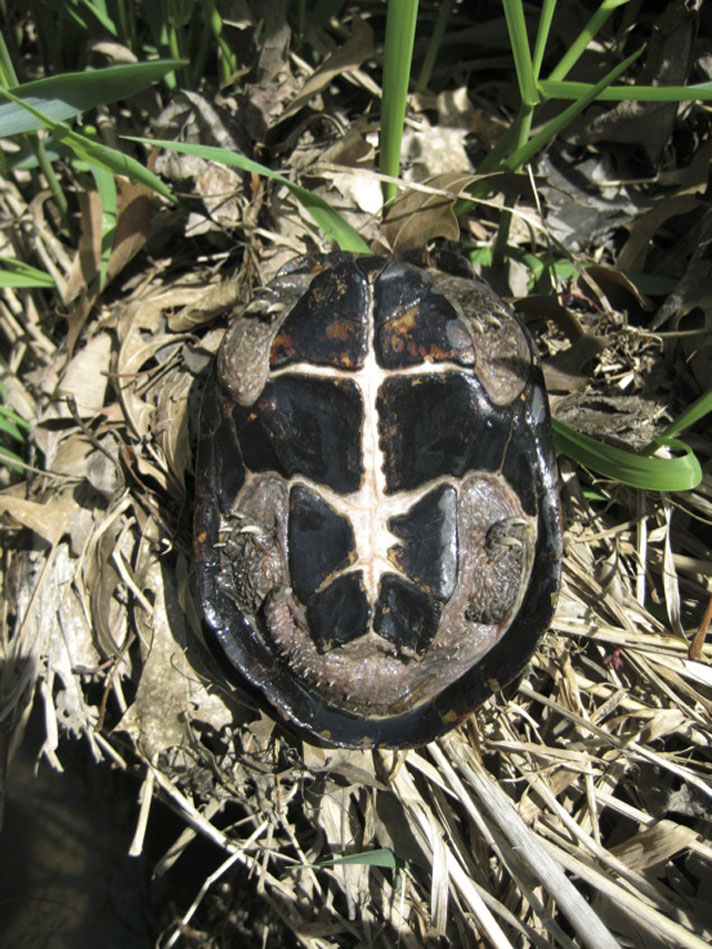 Plastron of the common musk turtle.