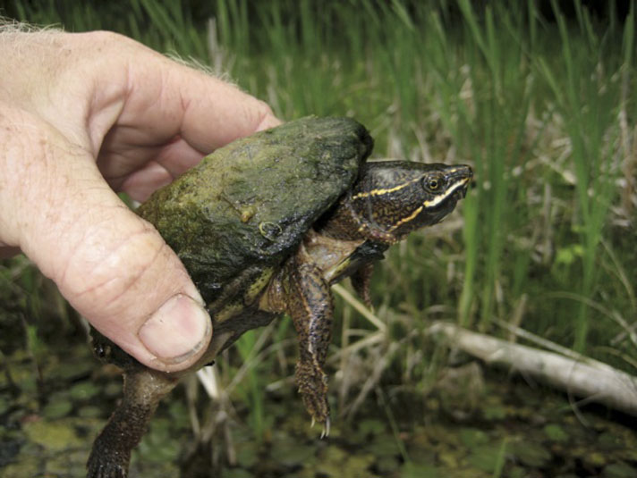 Are Musk Turtles Good Pets  