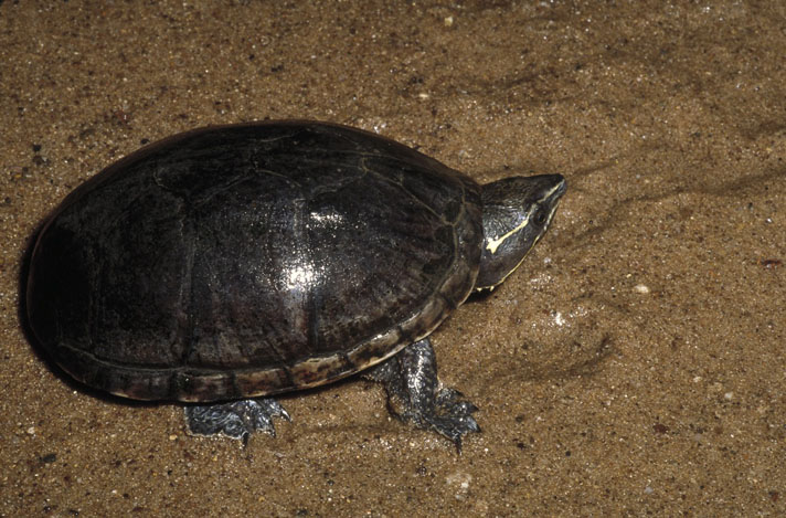 Common musk turtle