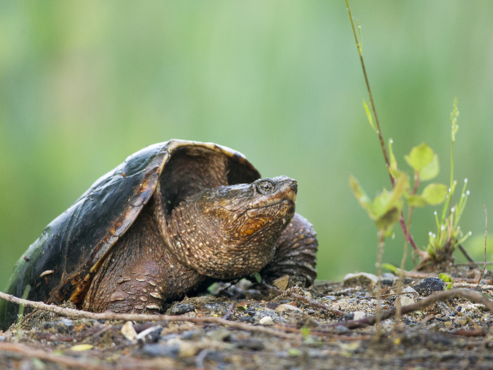 Common snapping turtle