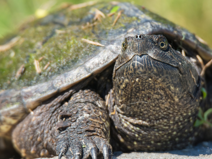 Common snapping turtle