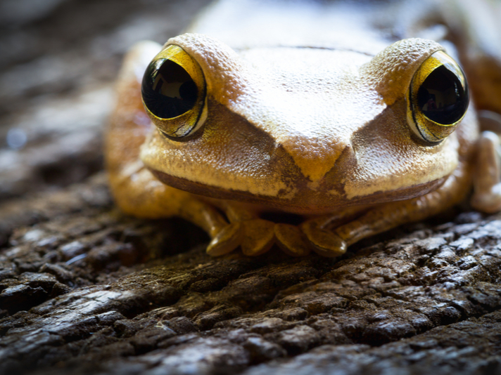 Common treefrog