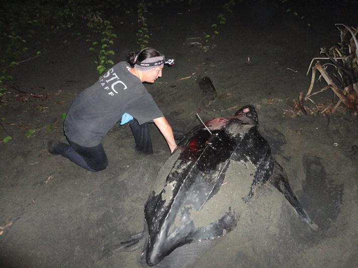 leatherback turtle