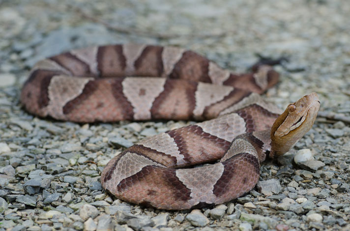 Copperhead snake