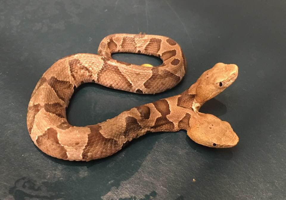 two-headed baby copperhead snake