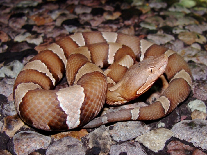 copperhead snake