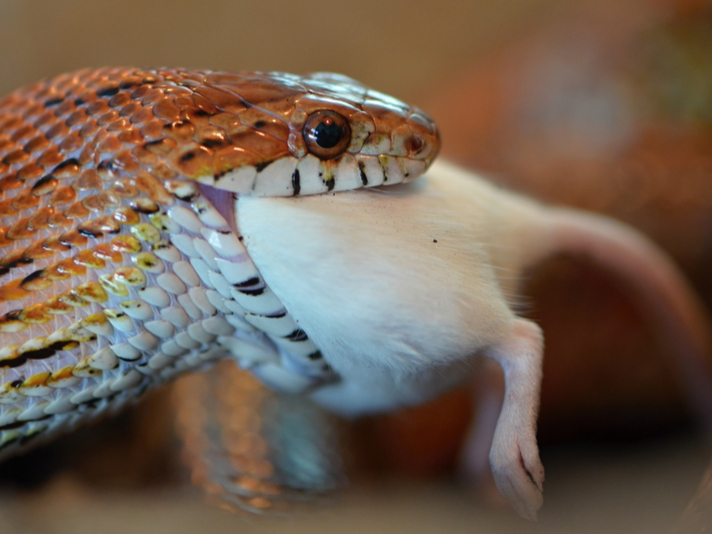 snake eating live mouse