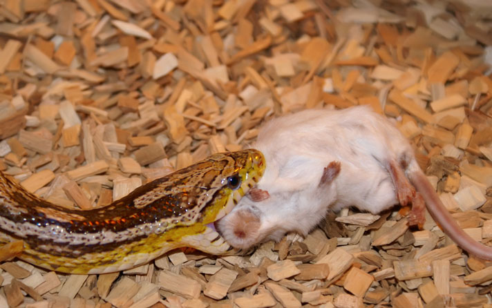 Corn snake eating a mouse