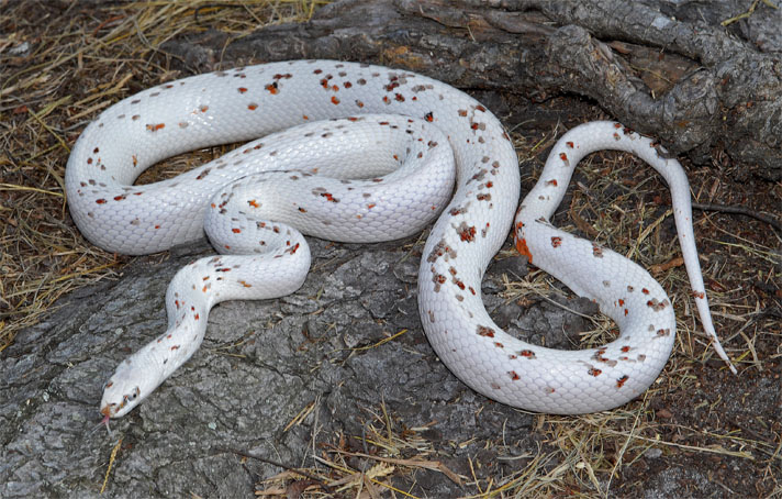 Corn Snakes Colors