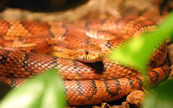 Corn snakes are one of the easiest reptiles to keep. They can live for 10 years or more. 