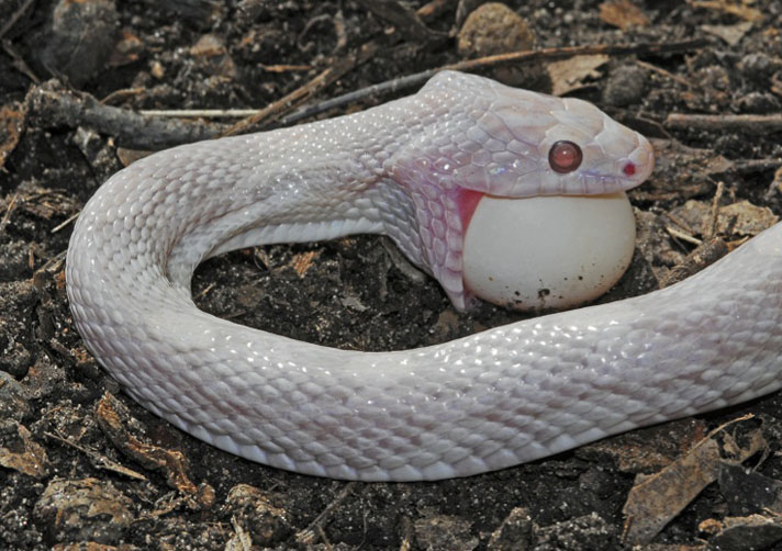 corn snake eating an egg.