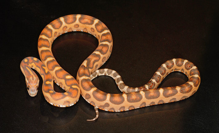 scaleless corn snake