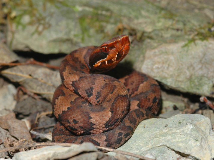 cottonmouth snake