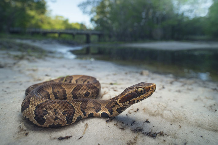 cottonmouth snake