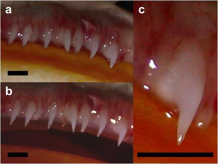 The teeth of a Cranwell's horned frog.