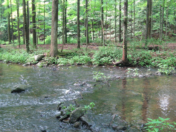 creek wood turtle habitat