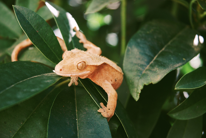 Crested gecko