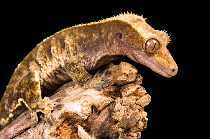 Coolest lizards to have best sale as pets