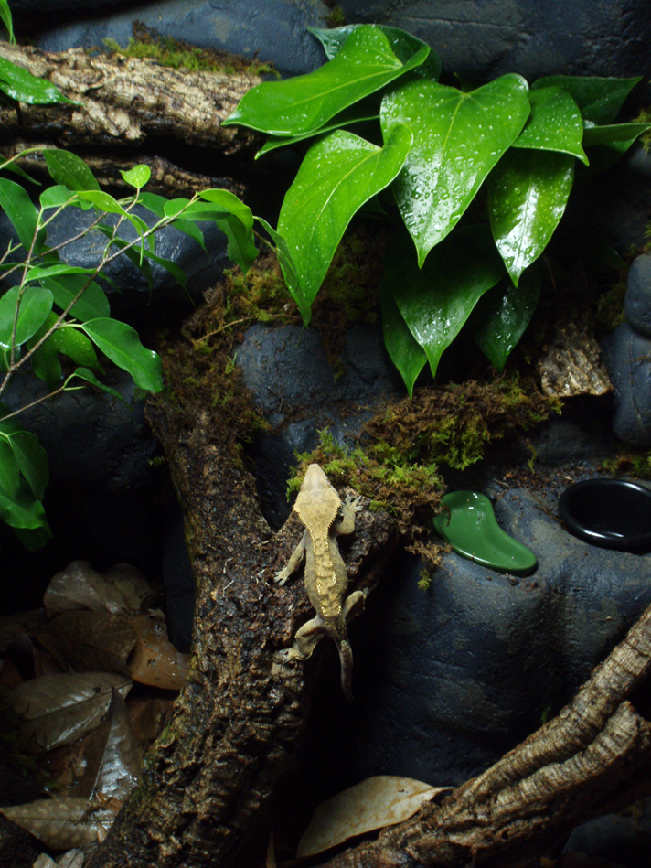 Crested shop gecko enclosures