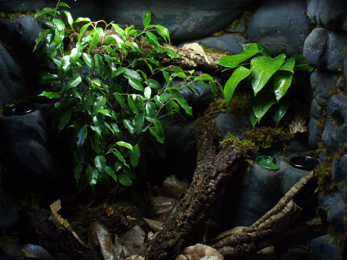 crested gecko bioactive enclosure