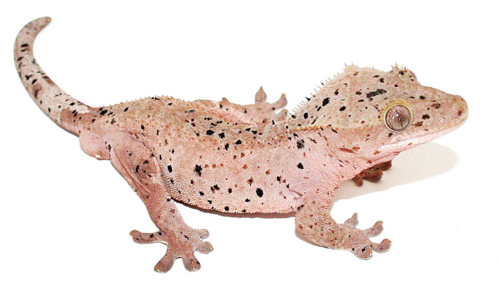 crested gecko Red Super Dalmatian