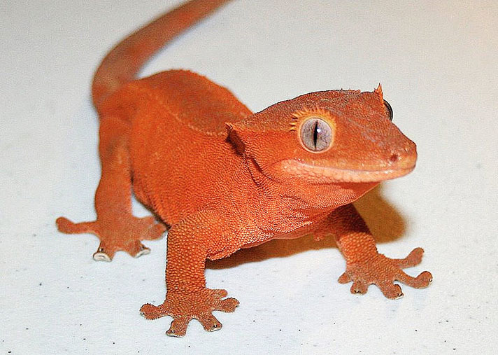 Patternless red crested gecko.