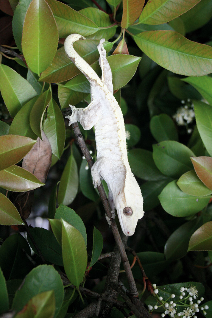 green crested gecko