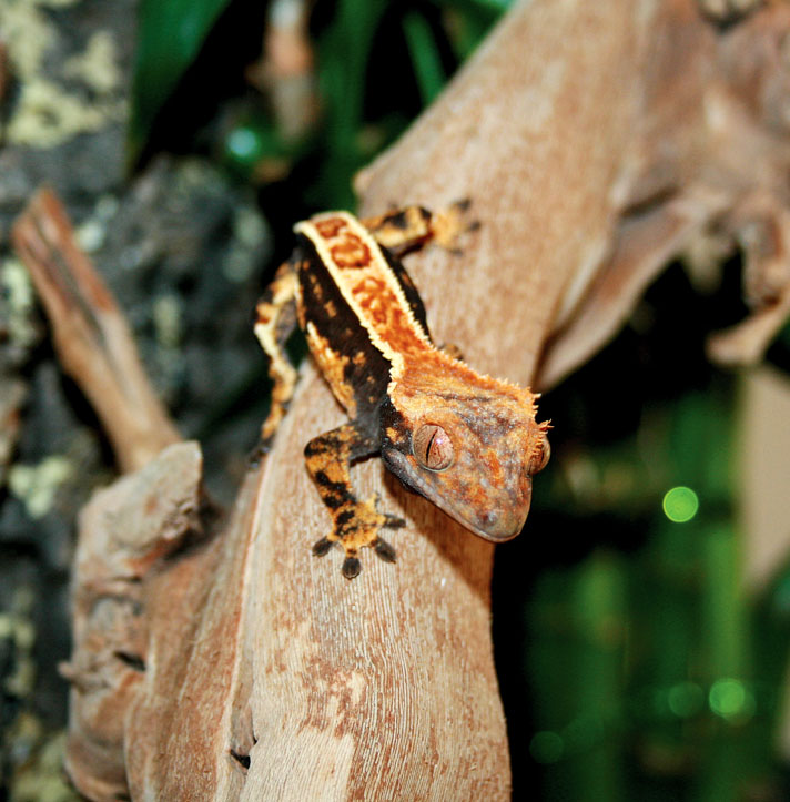 crested gecko