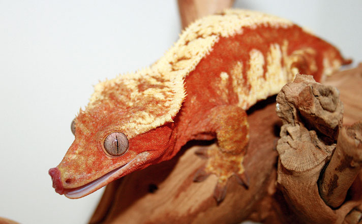 High-End Crested Gecko