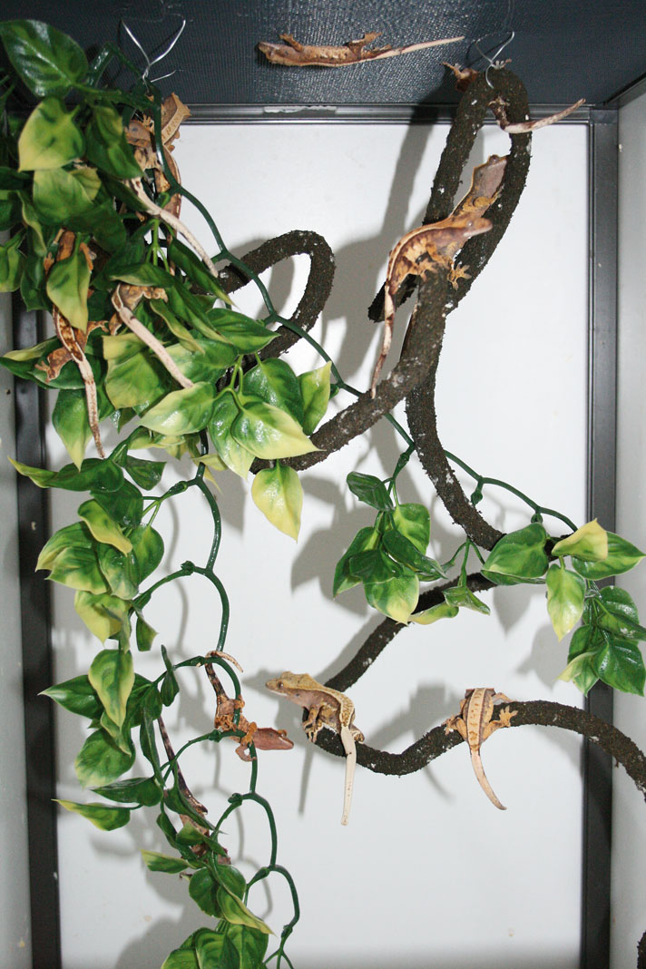 baby crested geckos in a communal enclosure