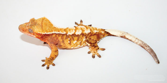 crested gecko