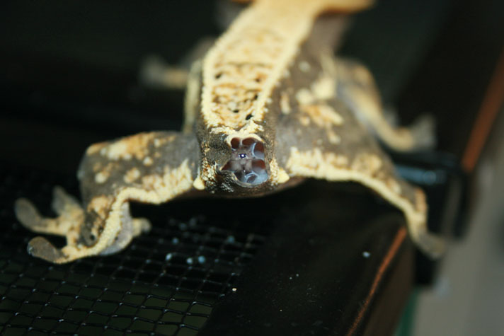 Crested gecko with dropped tail