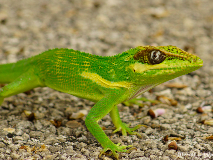 Cuban Knight anole