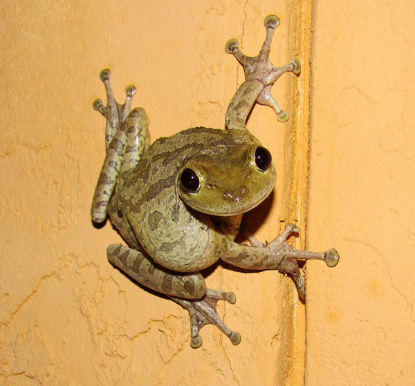 cuban treefrog on building