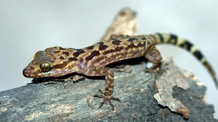 Cyrtodactylus thuongae