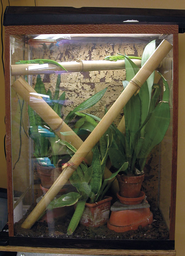 giant day gecko enclosure