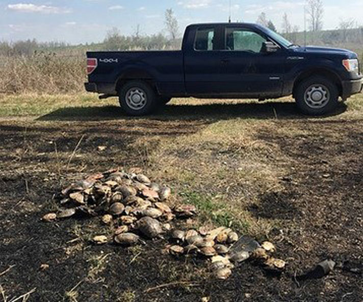 Poached dead turtles found after wildlfire was put out in Missouri