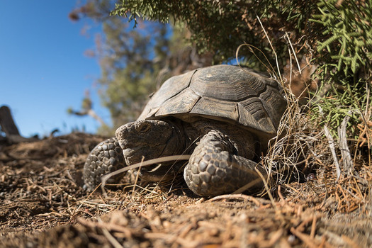 California desert tortoise
