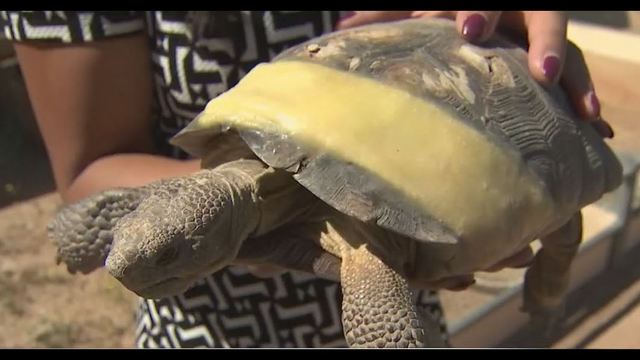 injured desert tortoise