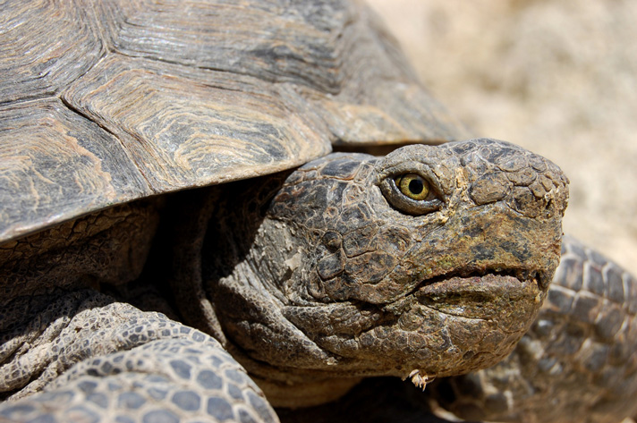 desert tortoise