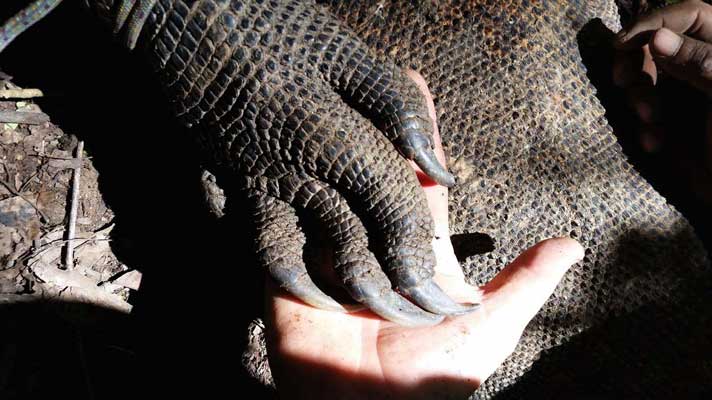 One of Dragonzilla’s claws compared to the author’s hand.