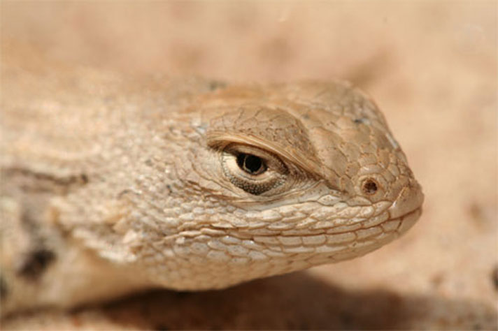 Dunes Sagebrush lizard