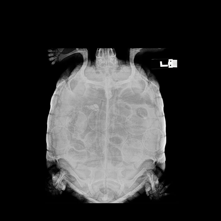 Egg binding in a tortoise.