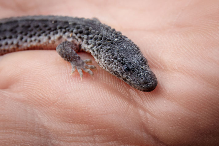 Baby Borneo Earless Monitor Lizards - Lanthanotus borneensis