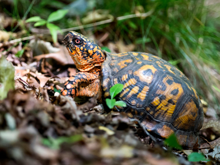 eastern box turtle