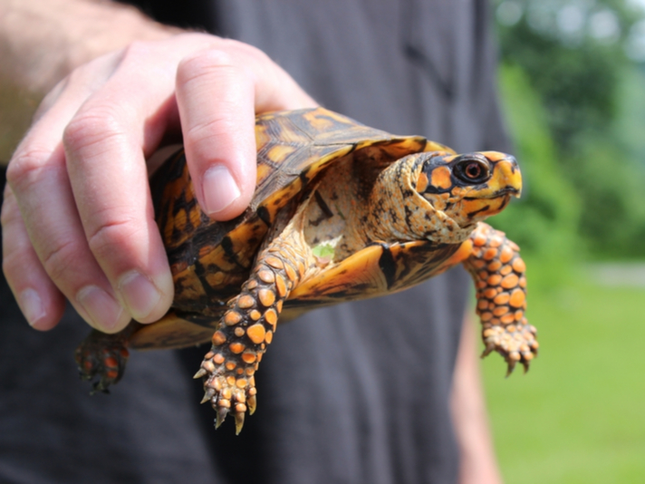 eastern box turtle