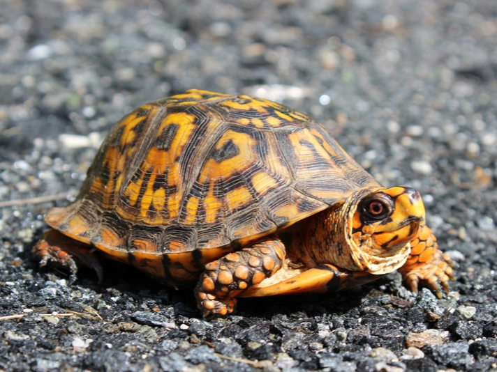 eastern box turtle